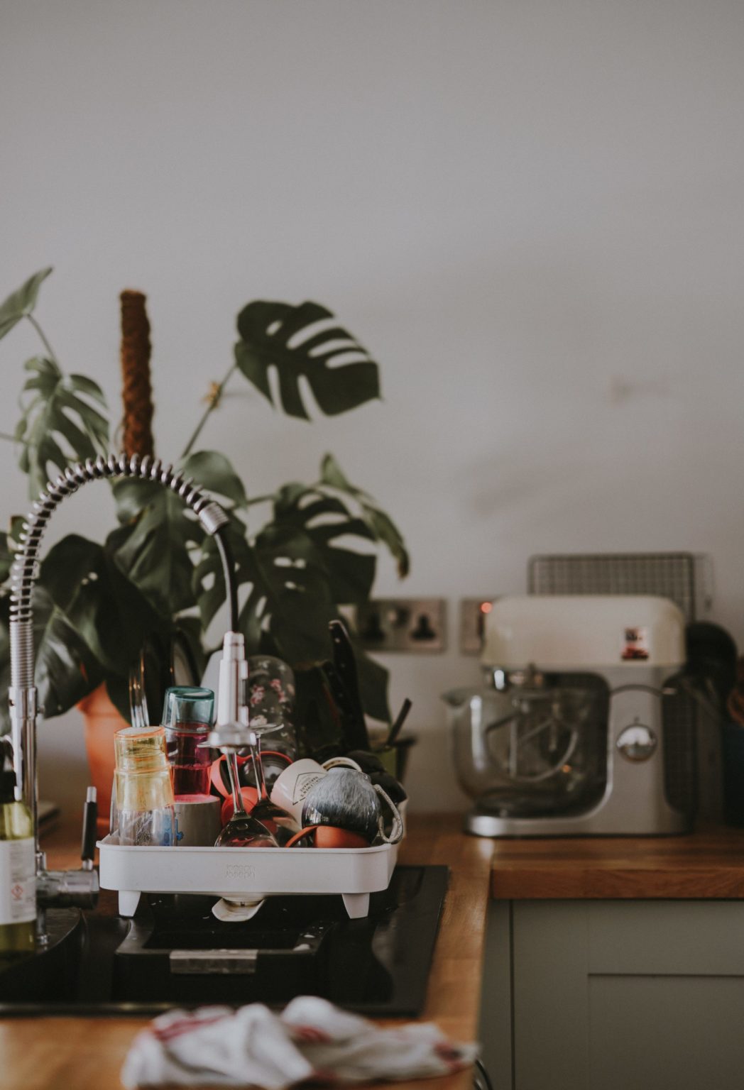 a potted plant on a stove