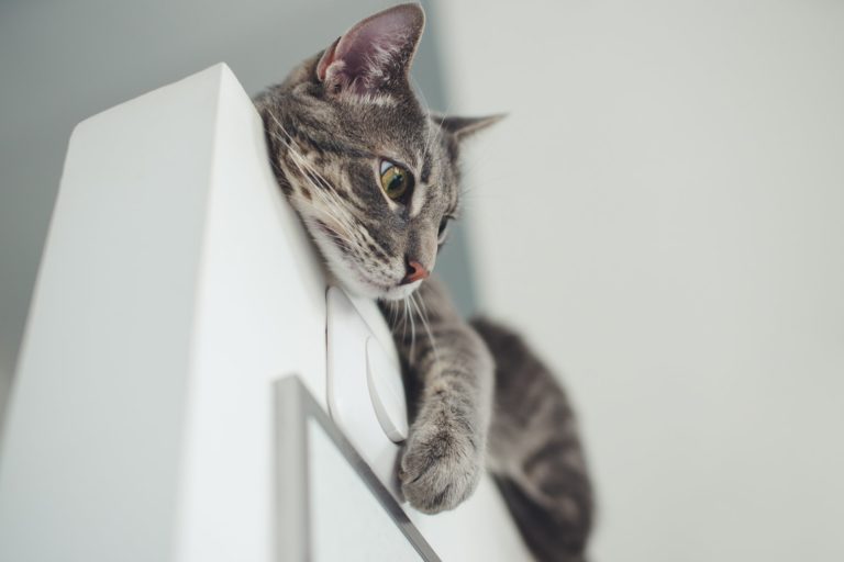 a cat on a railing